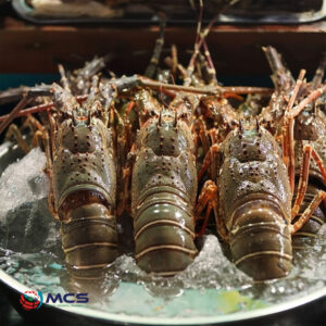 Wholesale Frozen Lobster
