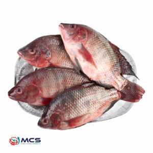 Wholesale Red Tilapia